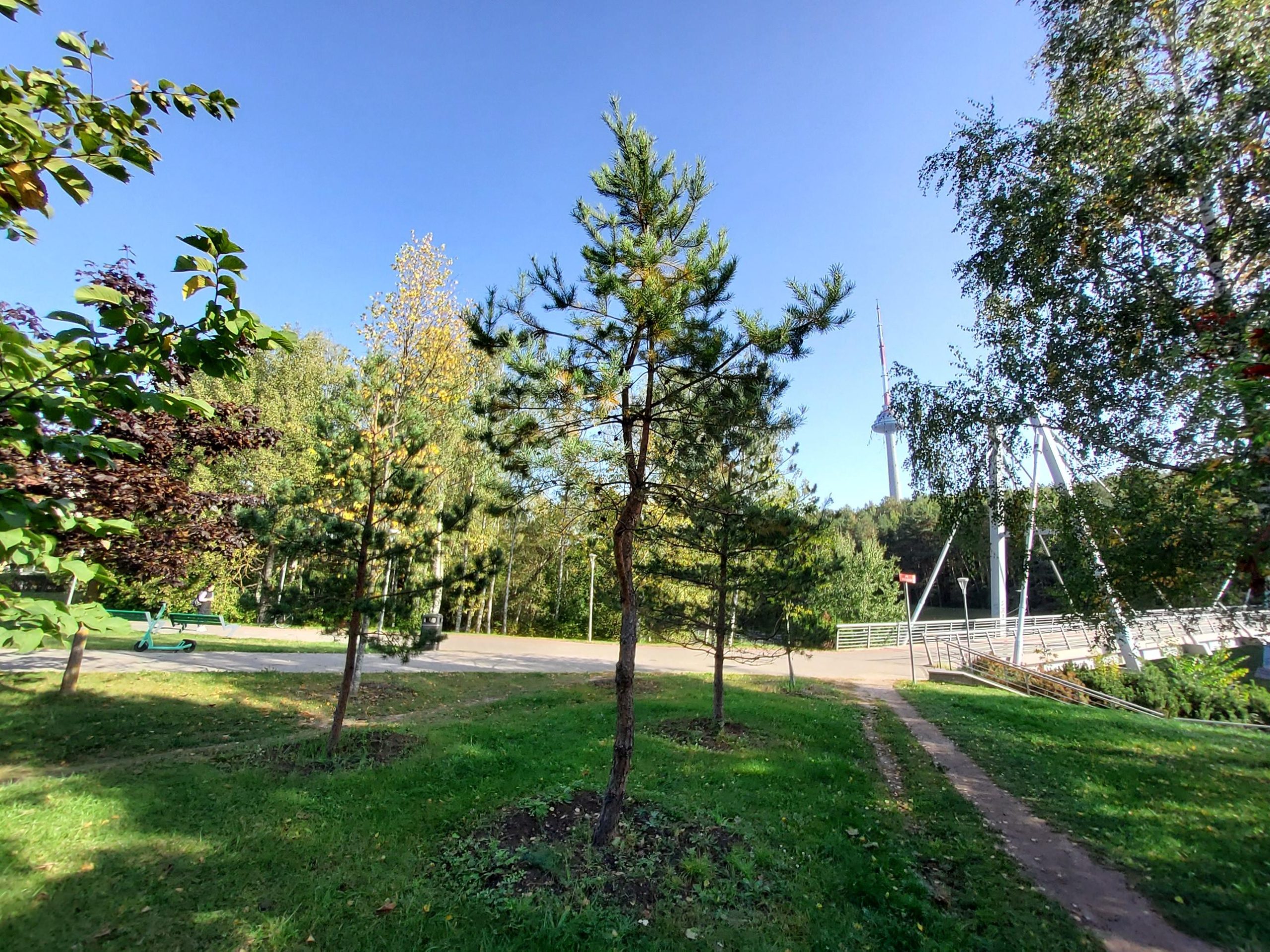 persodinti_medziai_daugiafunkcis_3