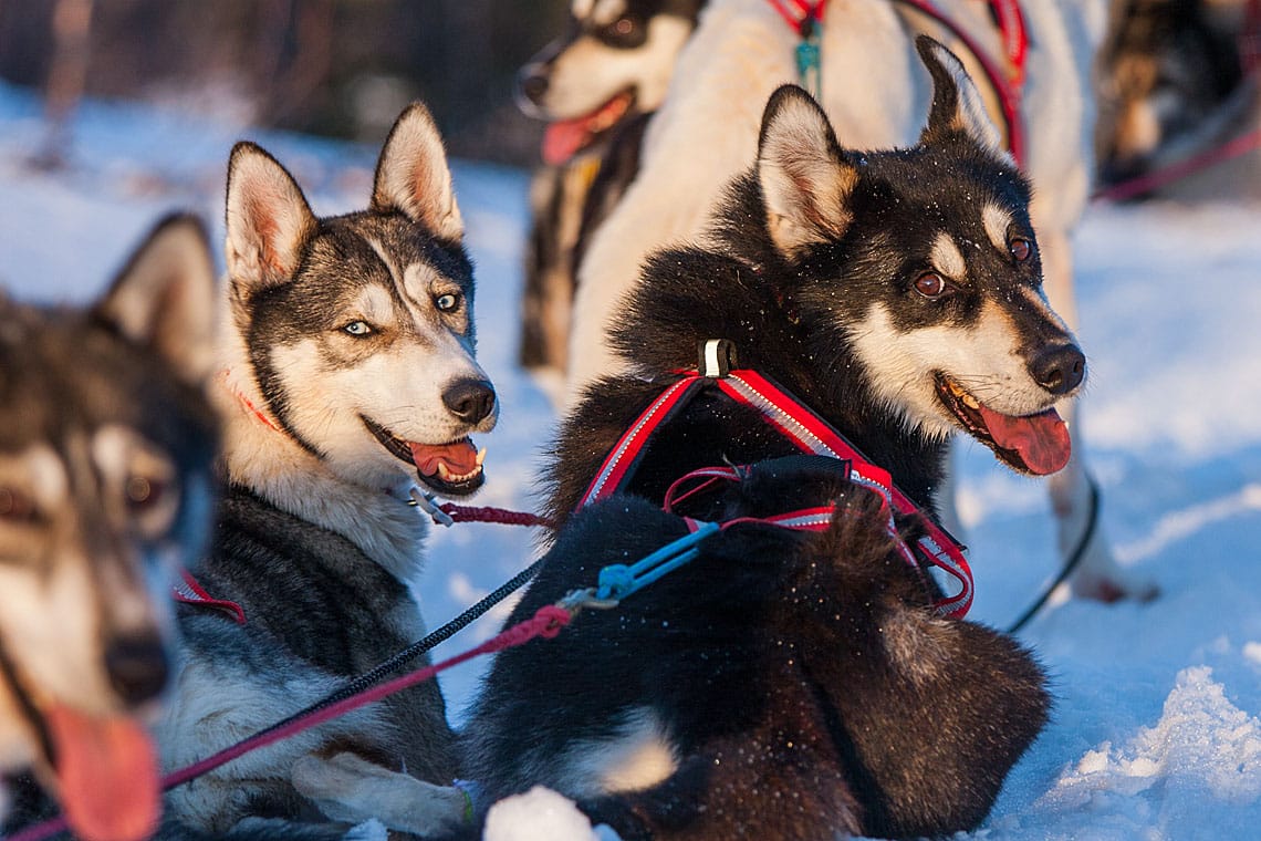 Žiemos žygių nauda sveikatai ir šiaurės pašvaistės „medžioklė“ už poliarinio rato